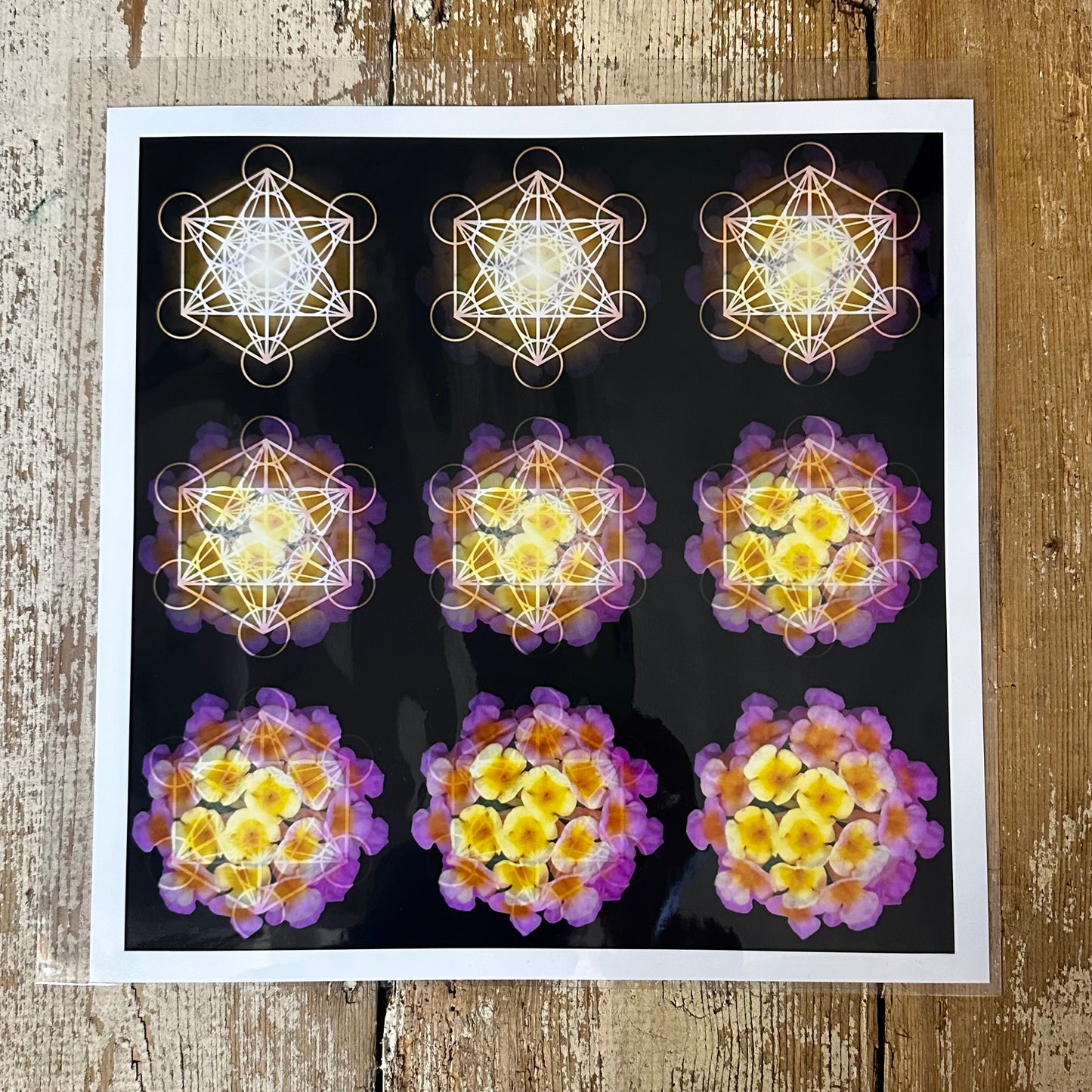The Geometry of a Flower 2 C-Type Print