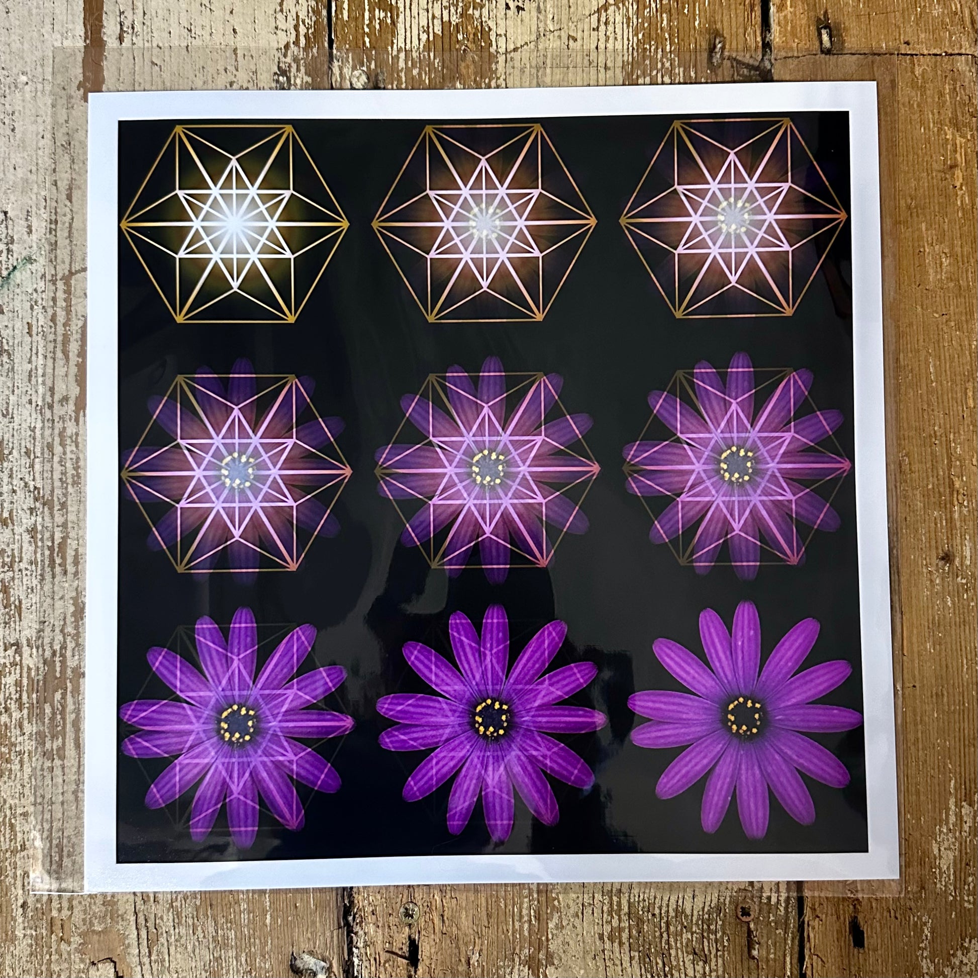 Geometric Flowere The Geometry of a Flower 1 C-Type Print
