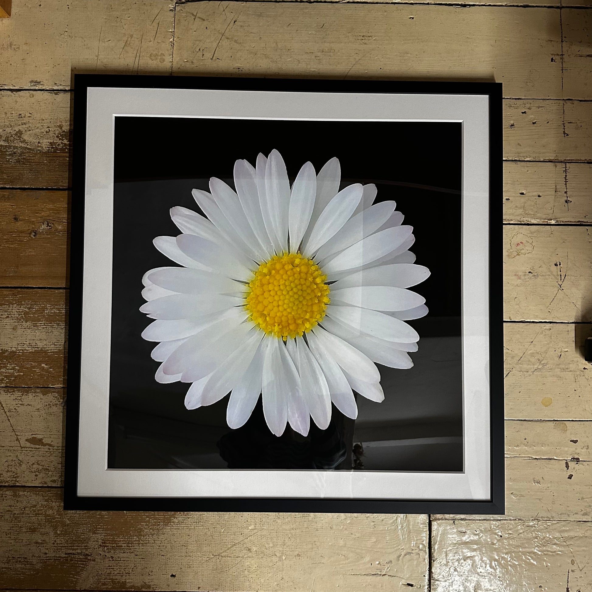 Screenprint Daisy Daisy Print Framed & Mounted Print
