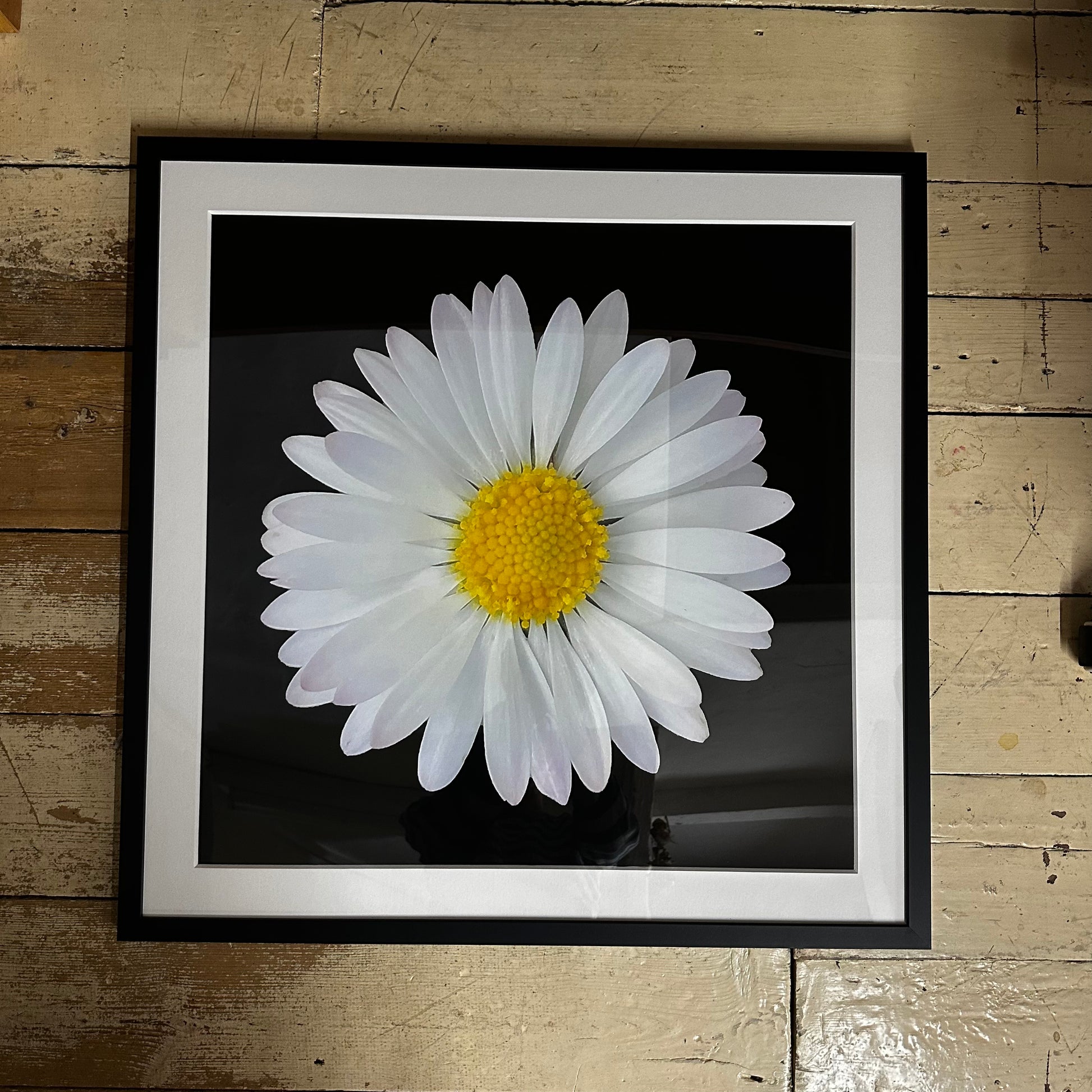 Daisy Print Framed & Mounted Print - Nature of Flowers