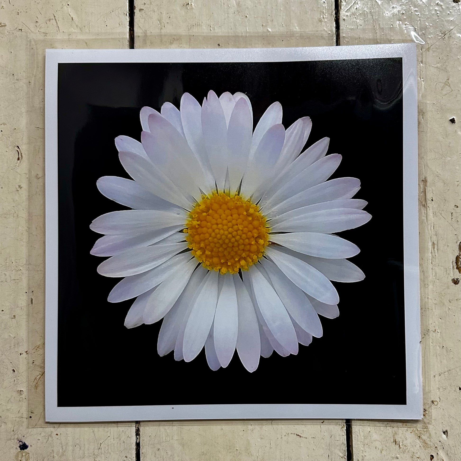 Daisy print hot sale