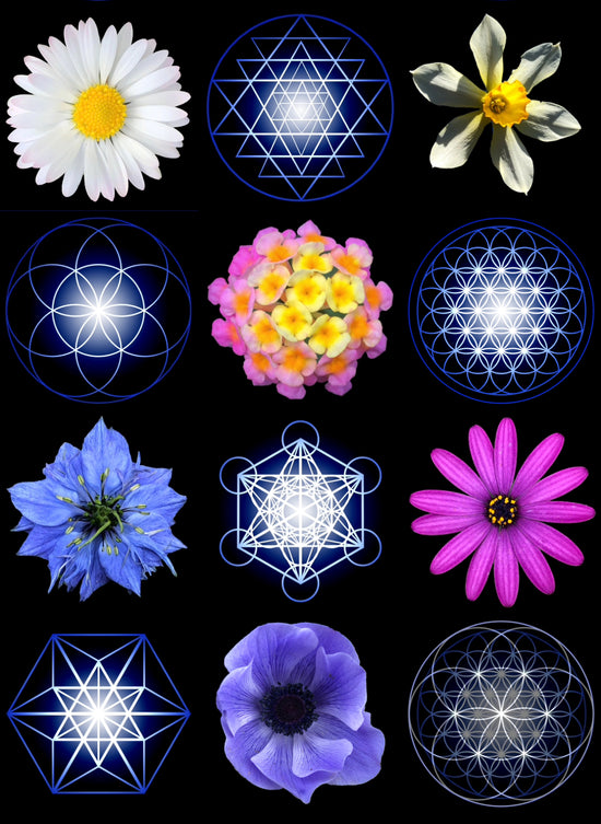 Sacred Geometry and Flower art by Quentin Carpenter Natureofflowers