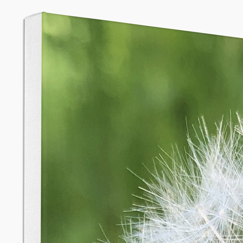 Dandelion Print Canvas