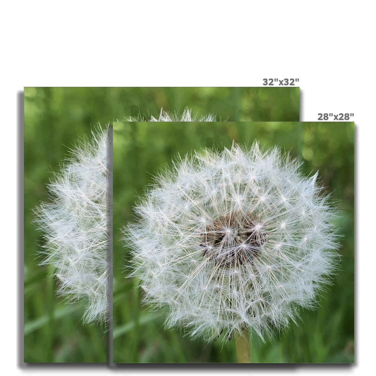 Dandelion Print Canvas