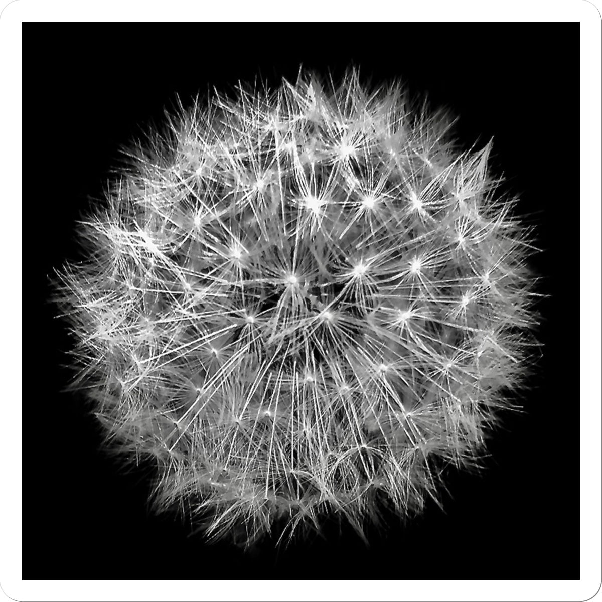 Dandelion Flower Clock Sticker