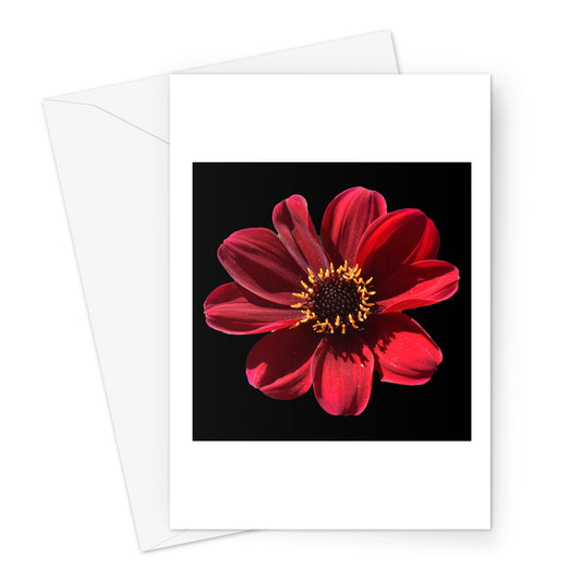Red Flower 'Dahlia Bishop of Landaff' Print Greeting Card