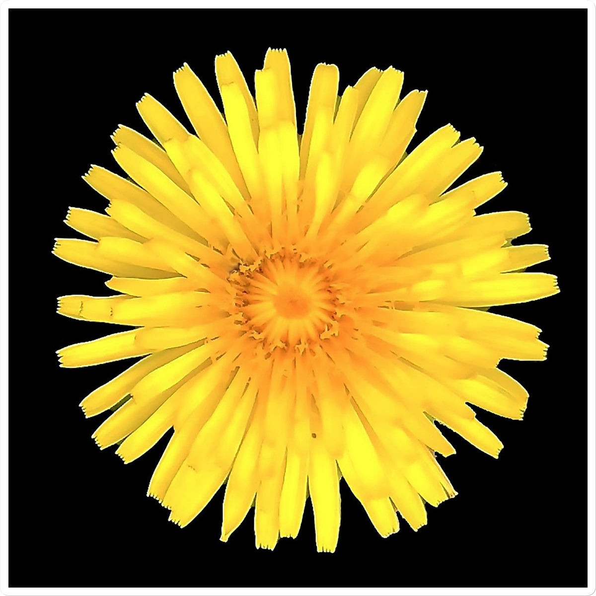 Dandelion Flower Sticker