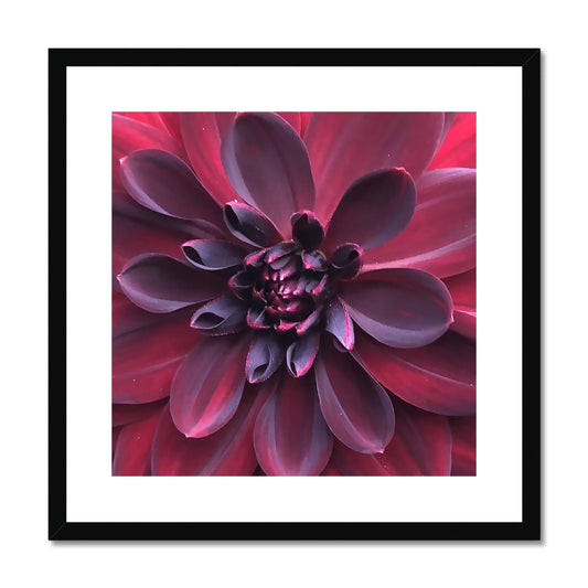 Deep Red Dahlia Macro Flower Framed & Mounted Print