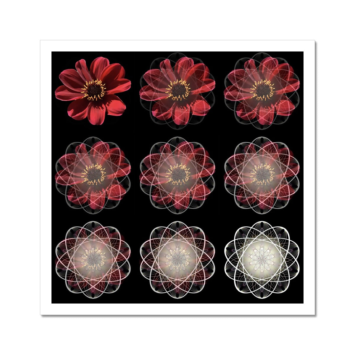 The Geometry of Flowers 4 C-Type Print