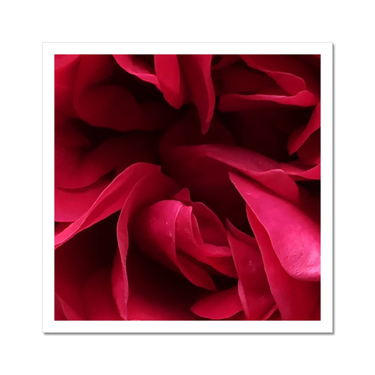 Red Rose Macro Flower C-Type Print