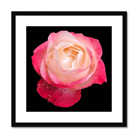 Pink Rose Print Framed & Mounted Print