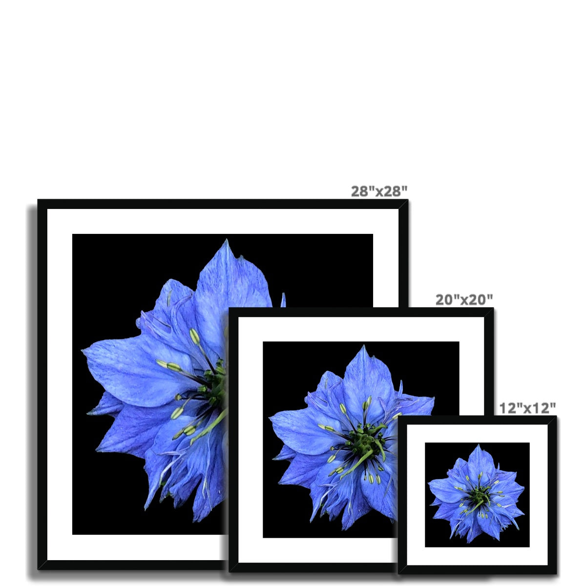 Blue Flower Print 'Nigella Damascene Miss Jekyll' Framed & Mounted Print - Nature of Flowers
