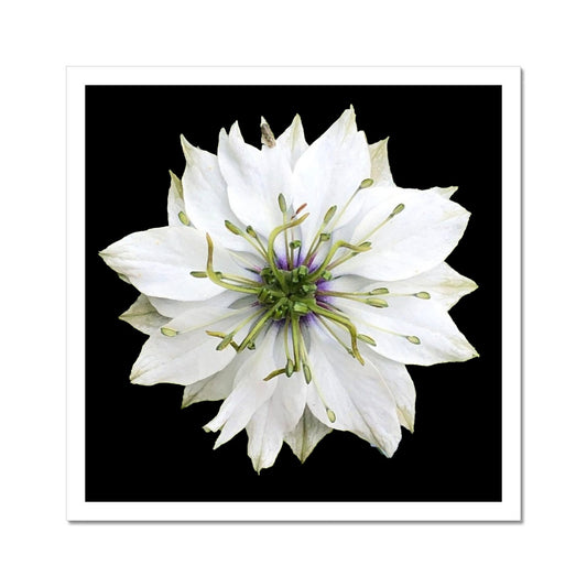 White Flower Print 'Nigella Love in the Mist' C-Type Print - Nature of Flowers