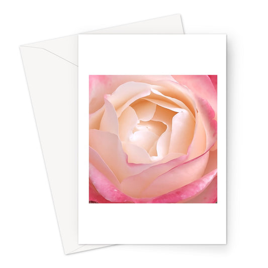 Pink Rose Macro Flower Greeting Card