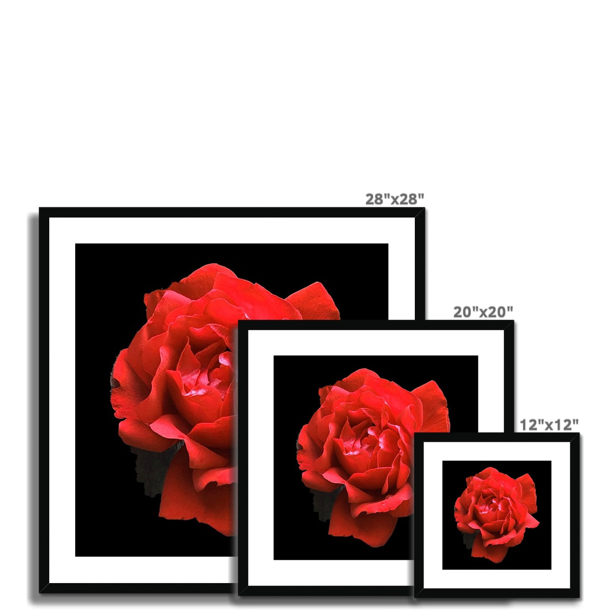 Red Rose Print Framed & Mounted Print - Nature of Flowers