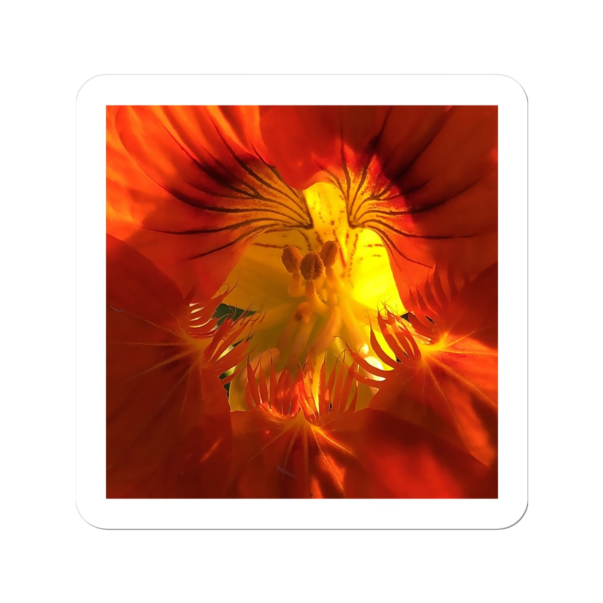 Orange Nasturtium Macro Flower  Sticker