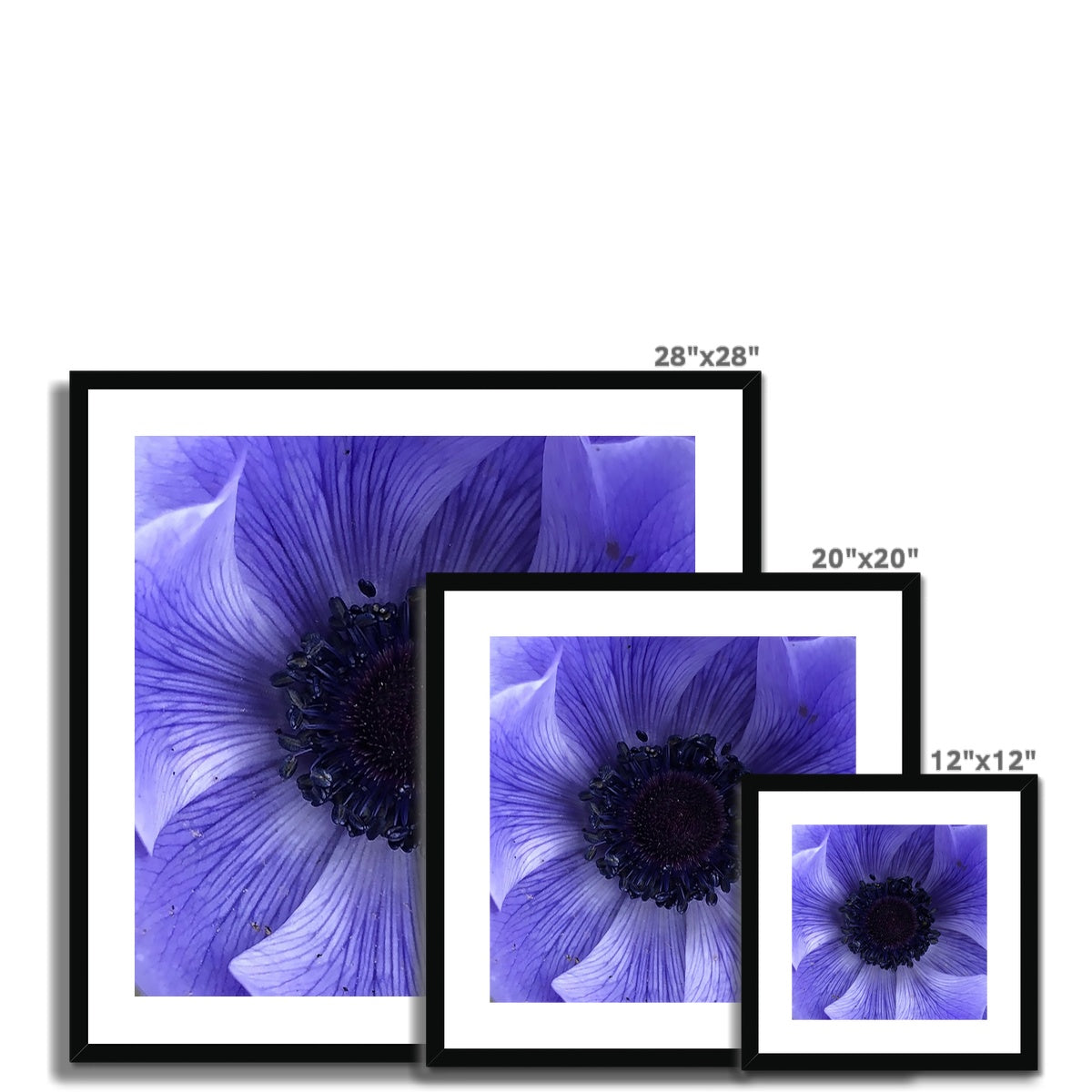 Blue Anemone Macro Flower Framed & Mounted Print