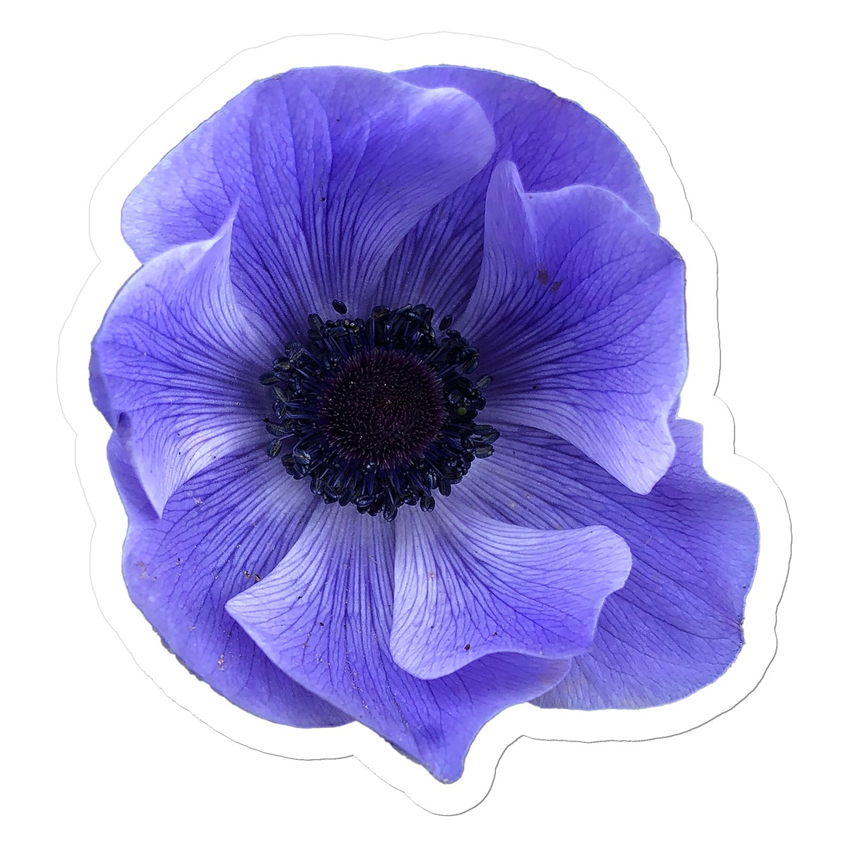 Mistral Blue Anemone Flower Sticker