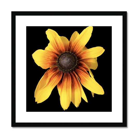 Yellow Flower Print 'Rudbeckia Golden jubilee' Framed & Mounted Print - Nature of Flowers