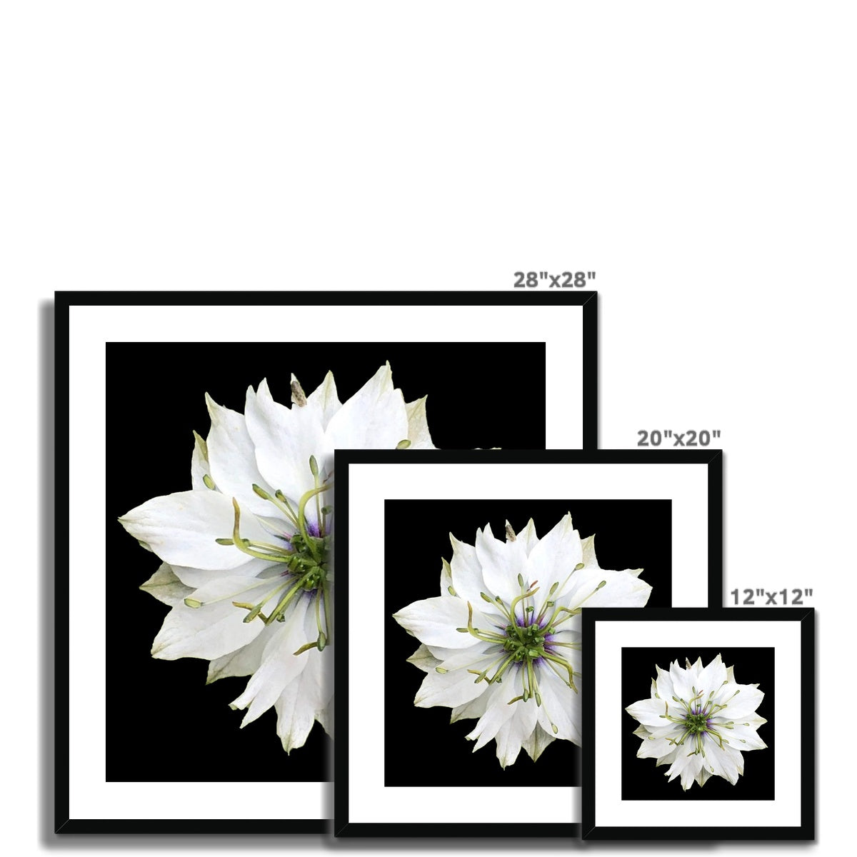 White Flower Print 'Nigella Love in the Mist' Framed & Mounted Print - Nature of Flowers