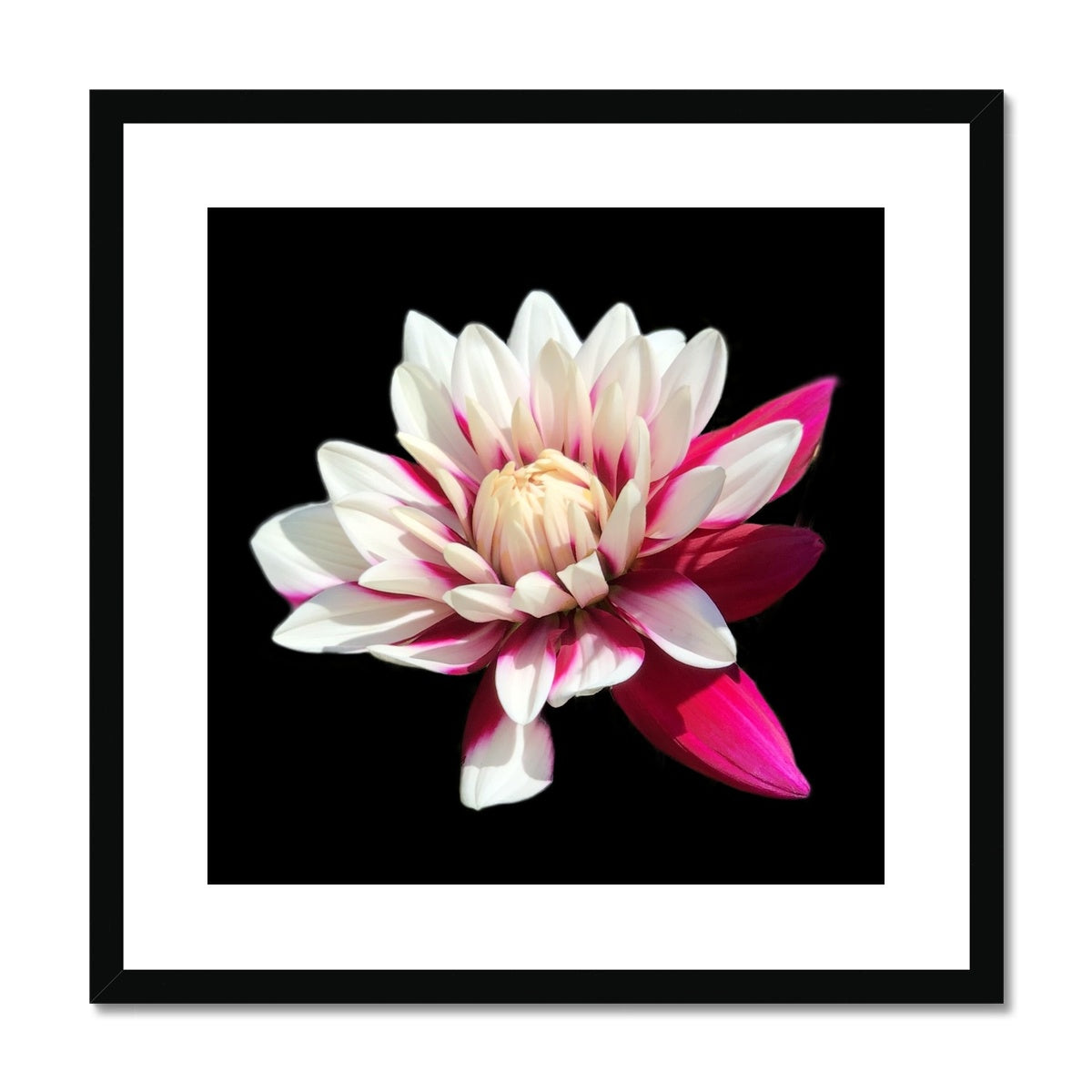 Pink Dahlia Print Framed & Mounted Print - Nature of Flowers