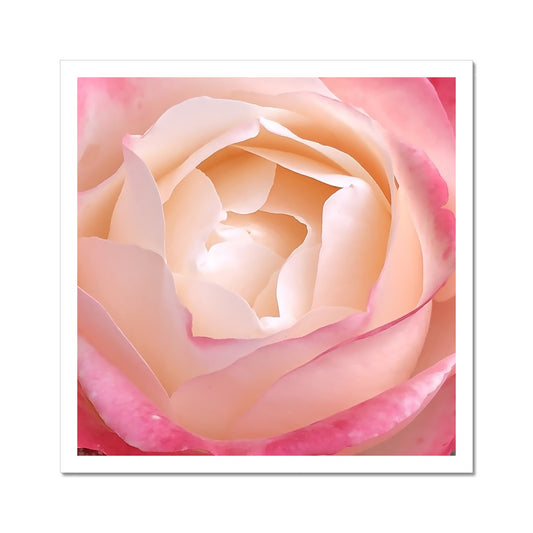 Pink Rose Macro Flower C-Type Print