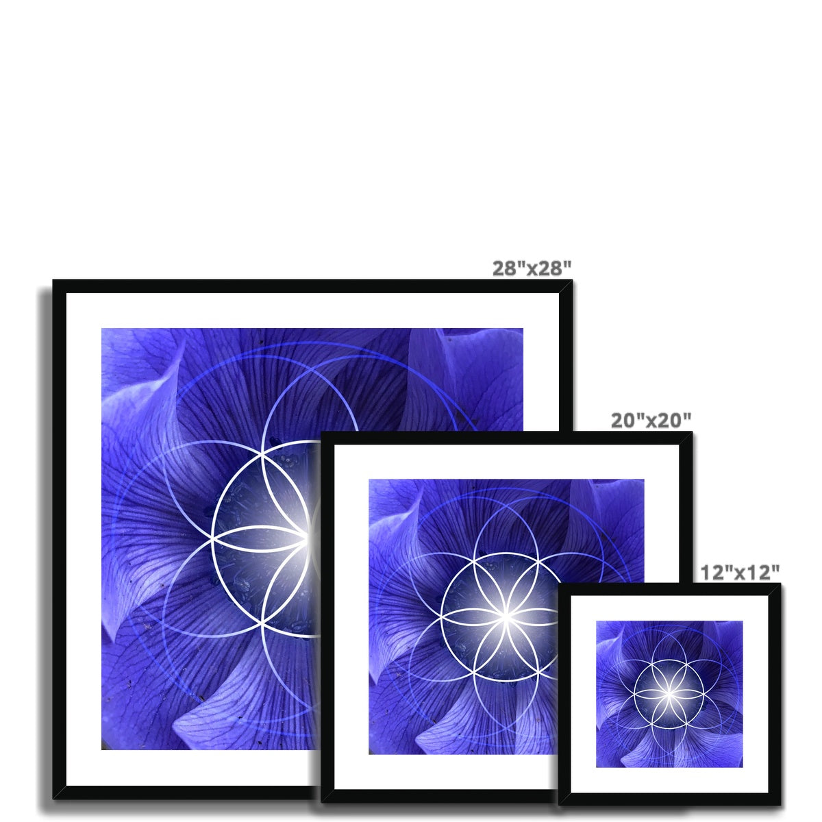 Blue Flower Seed of Life Framed & Mounted Print - Nature of Flowers