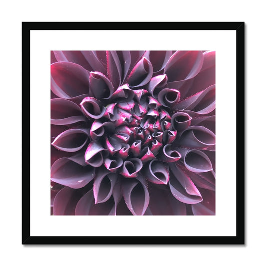 Purple Dahlia Macro Flower  Framed & Mounted Print