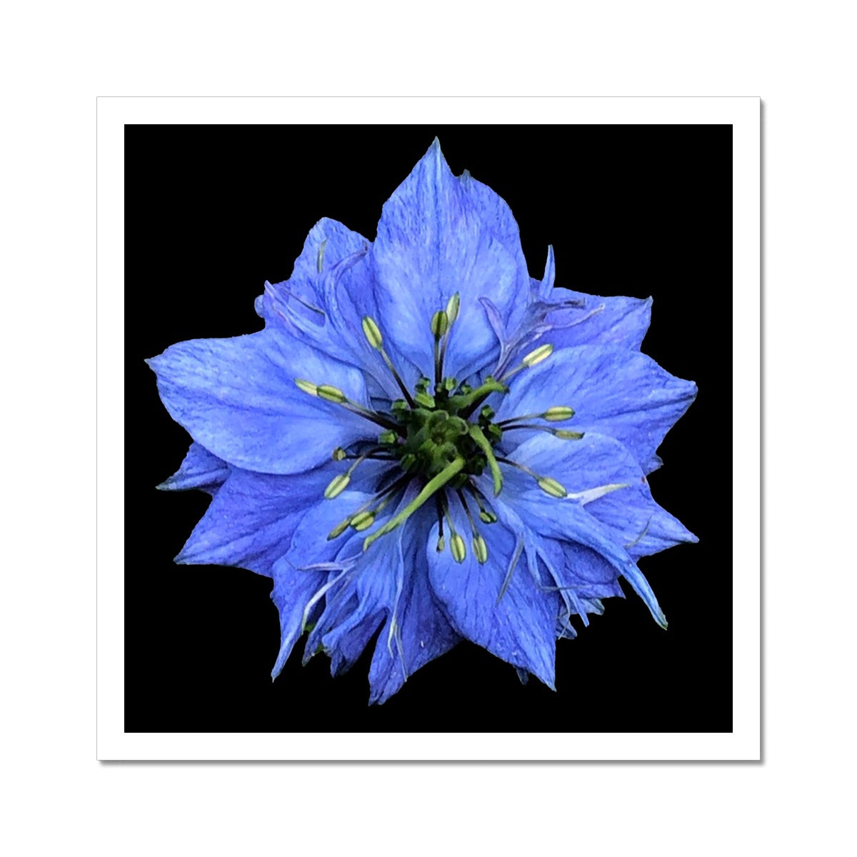 Blue Flower Print 'Nigella Damascene Miss Jekyll' C-Type Print - Nature of Flowers