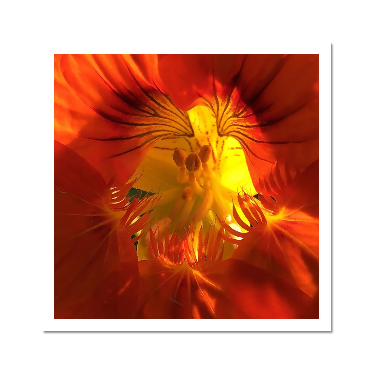 Orange Nasturtium Macro Flower  C-Type Print
