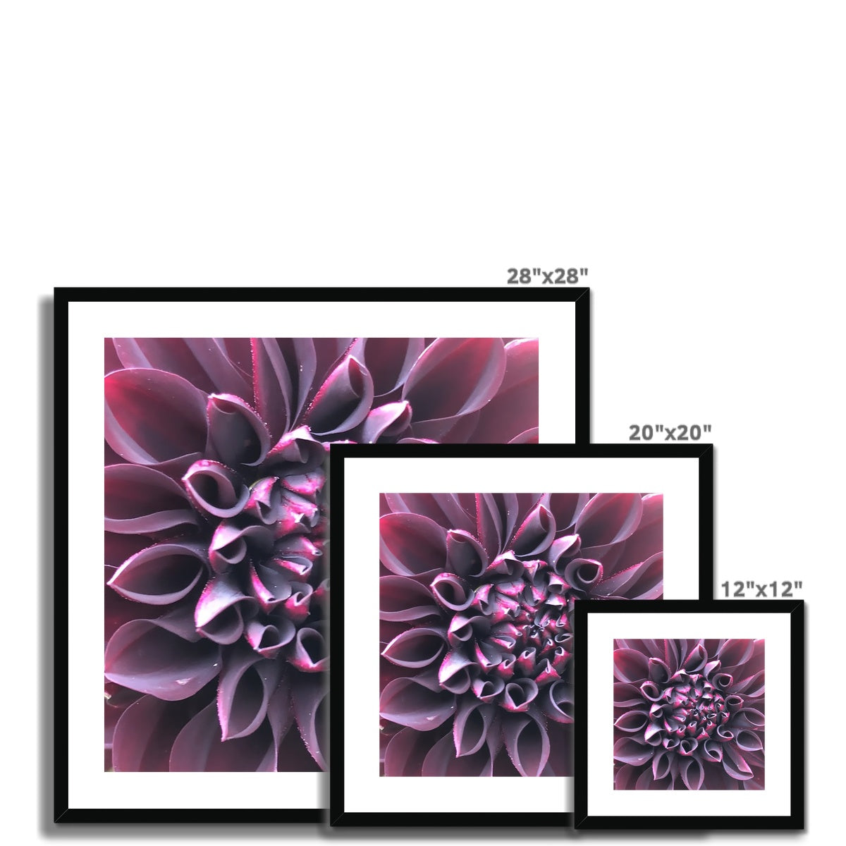 Purple Dahlia Macro Flower  Framed & Mounted Print