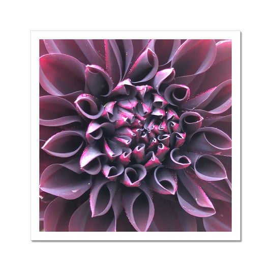 Purple Dahlia Macro Flower  C-Type Print