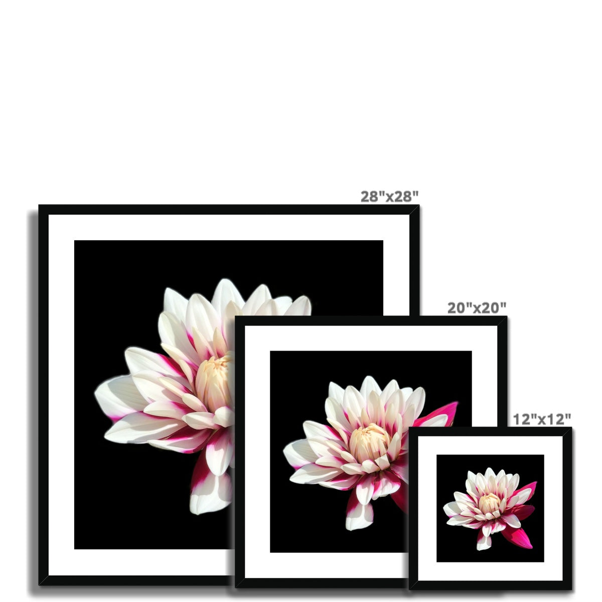 Pink Dahlia Print Framed & Mounted Print - Nature of Flowers