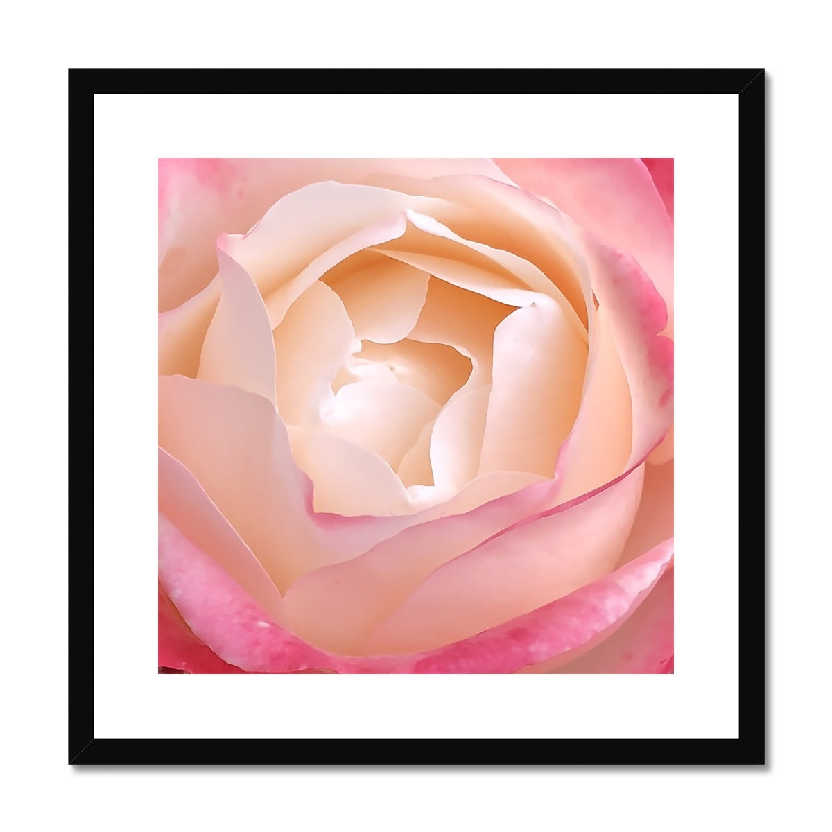 Pink Rose Macro Flower Framed & Mounted Print