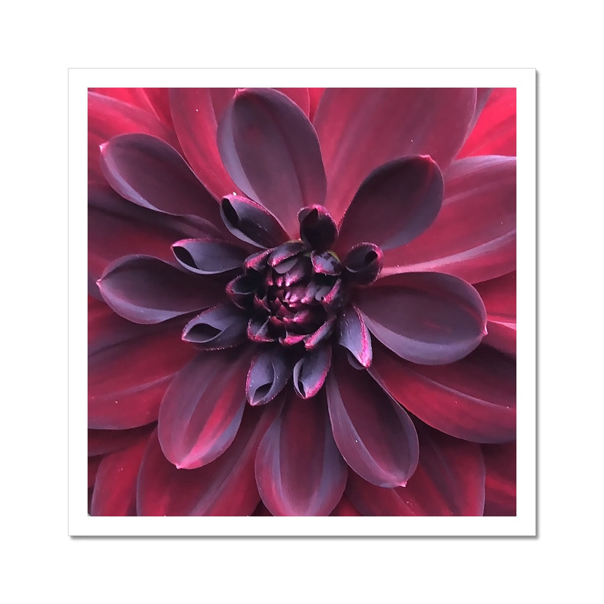 Deep Red Dahlia Macro Flower C-Type Print