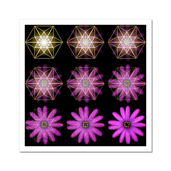 The Geometry of a Flower 1 C-Type Print