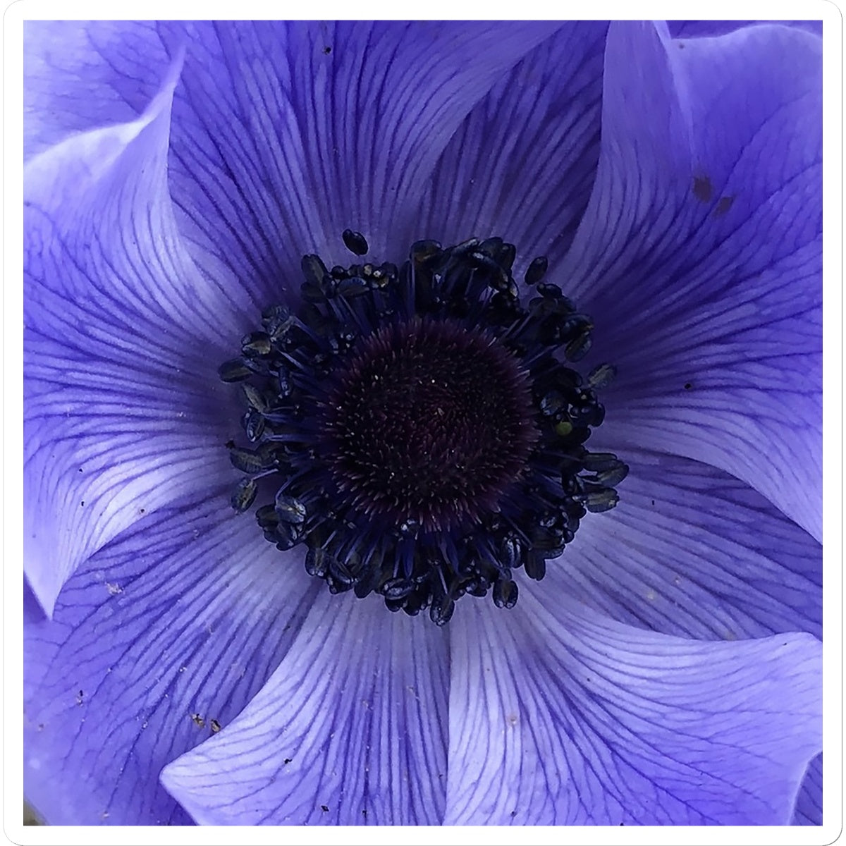 Blue Anemone Macro Flower Sticker