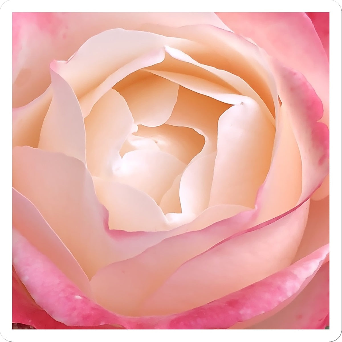 Pink Rose Macro Flower Sticker