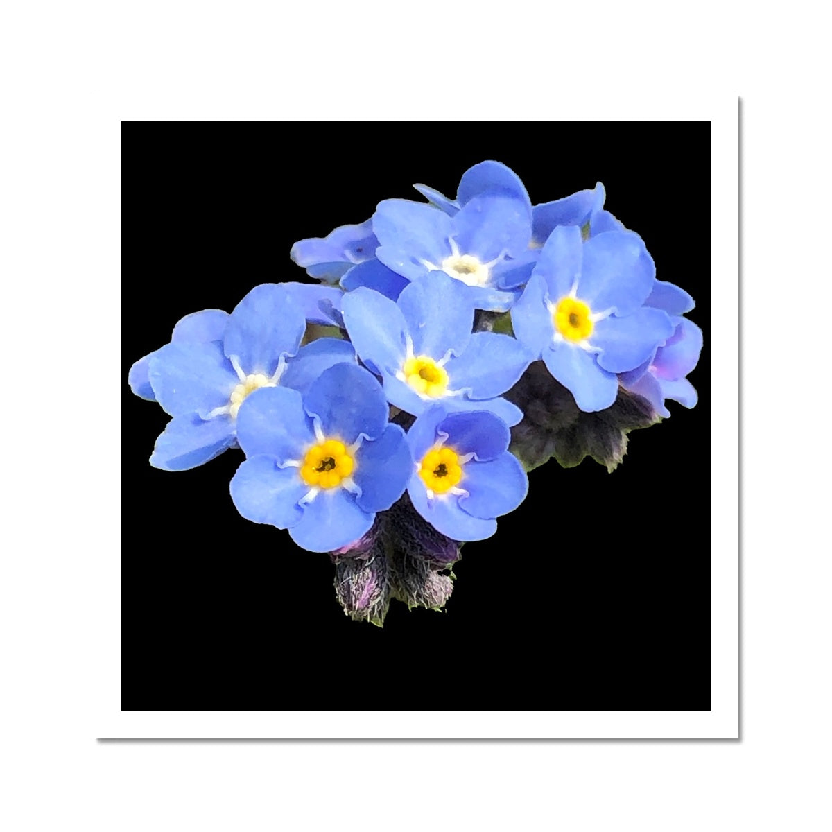 Forget me Not Print C-Type Print