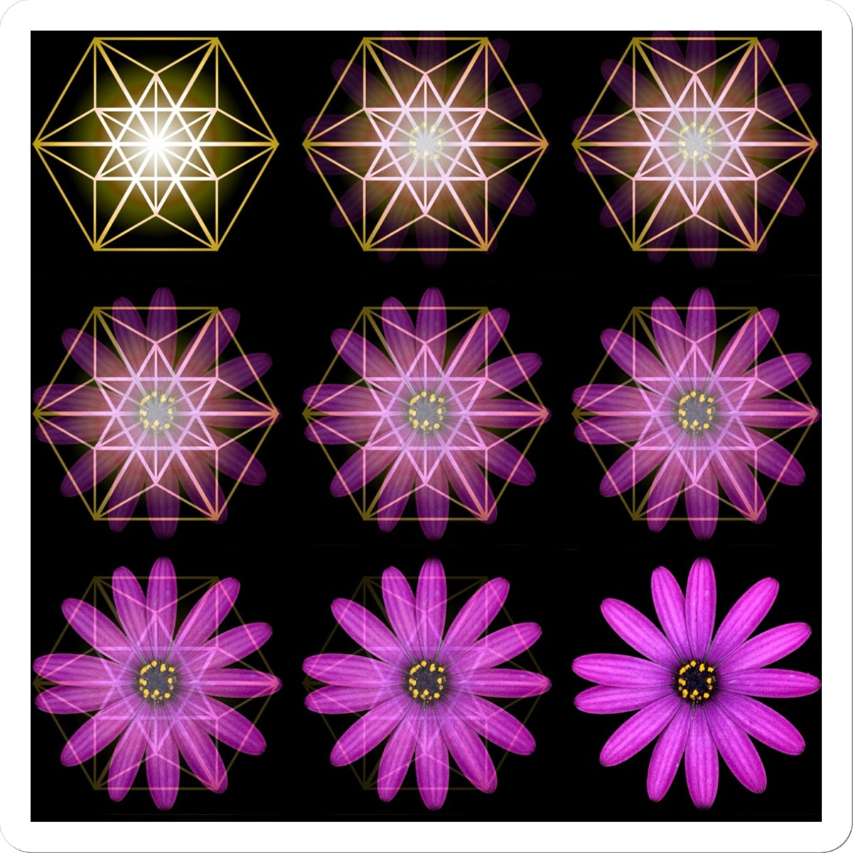 Math Flower Geometry The Geometry of a Flower 1 Sticker