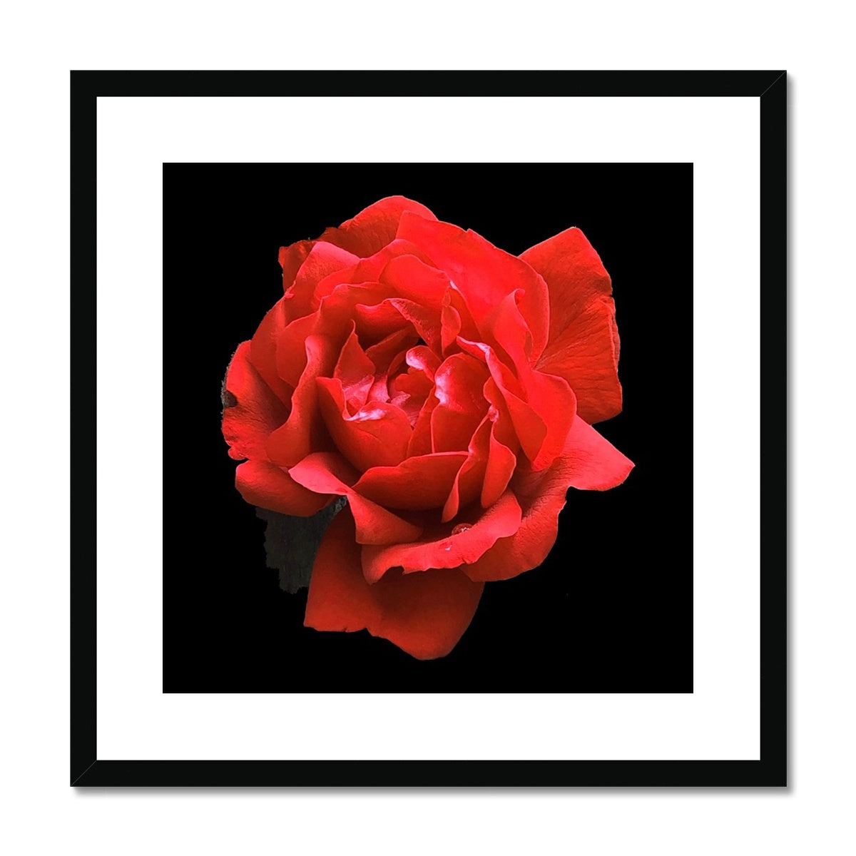 Red Rose Print Framed & Mounted Print - Nature of Flowers