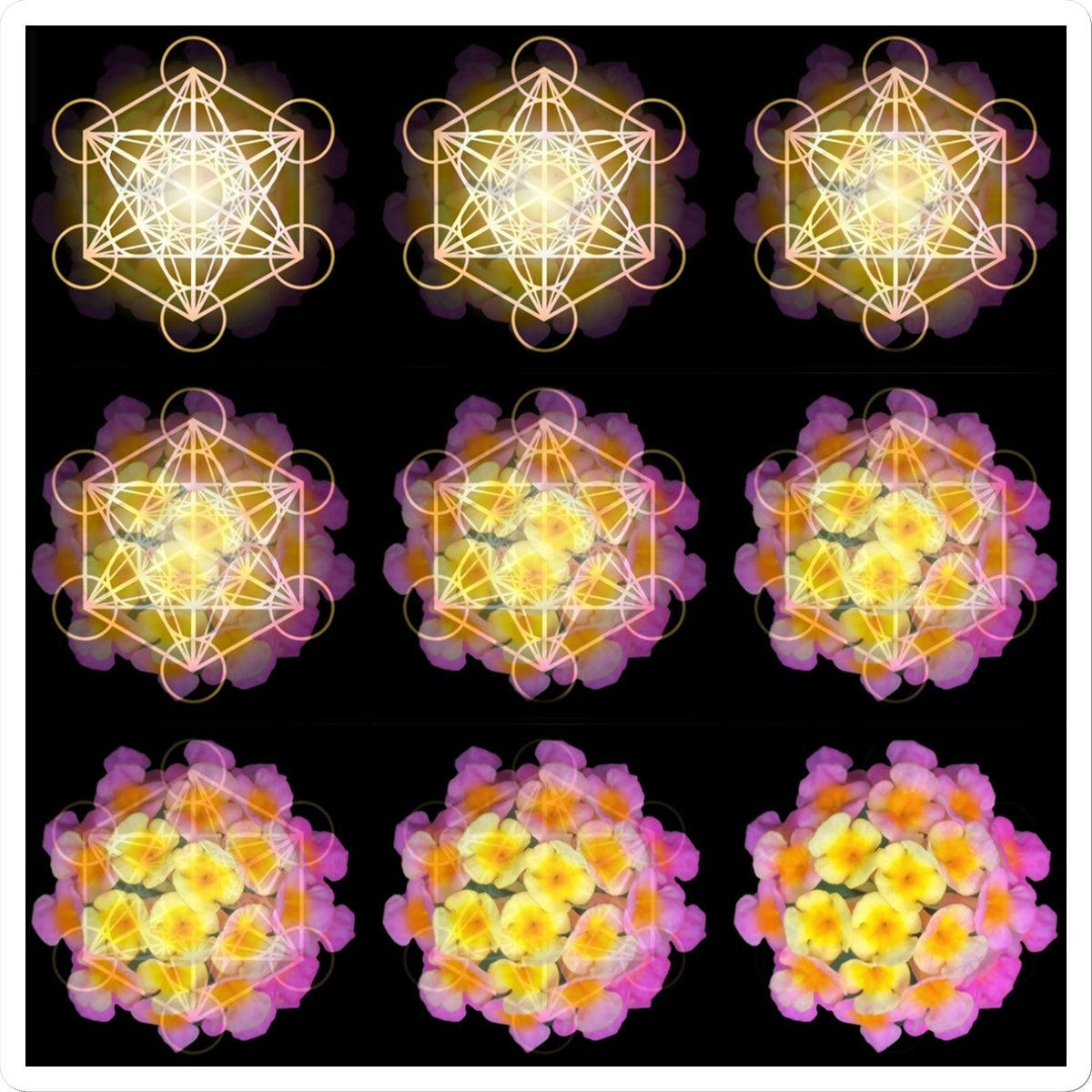 The Geometry of a Flower 2 Sticker