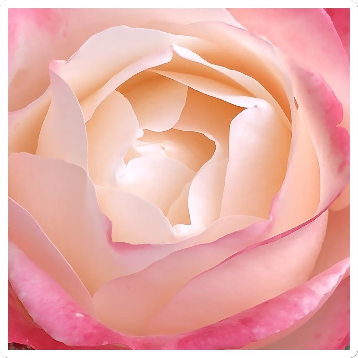 Pink Rose Macro Flower Sticker