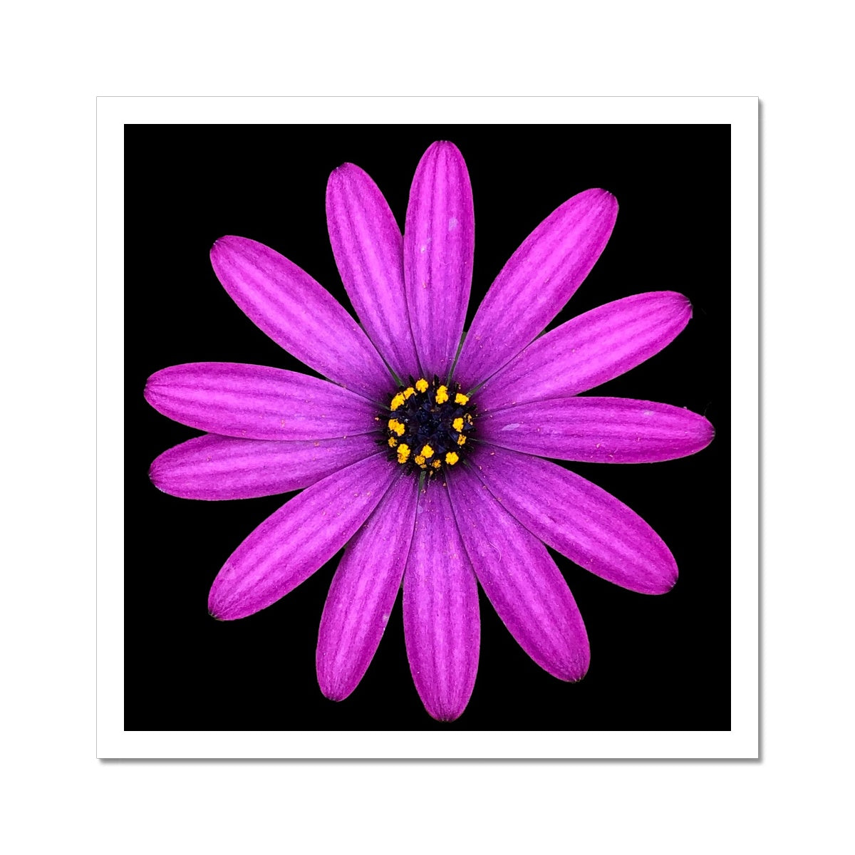 Pink Flower Print 'Osteospermum Tresco Purple' C-Type Print - Nature of Flowers