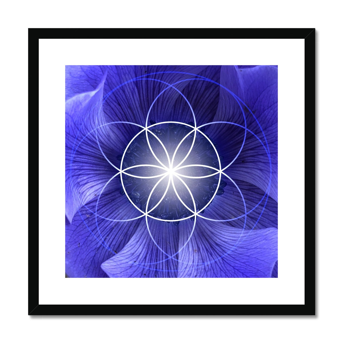 Blue Flower Seed of Life Framed & Mounted Print - Nature of Flowers