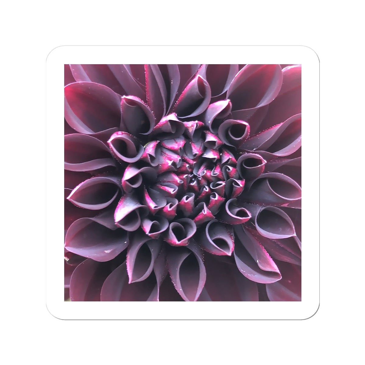 Purple Dahlia Macro Flower  Sticker