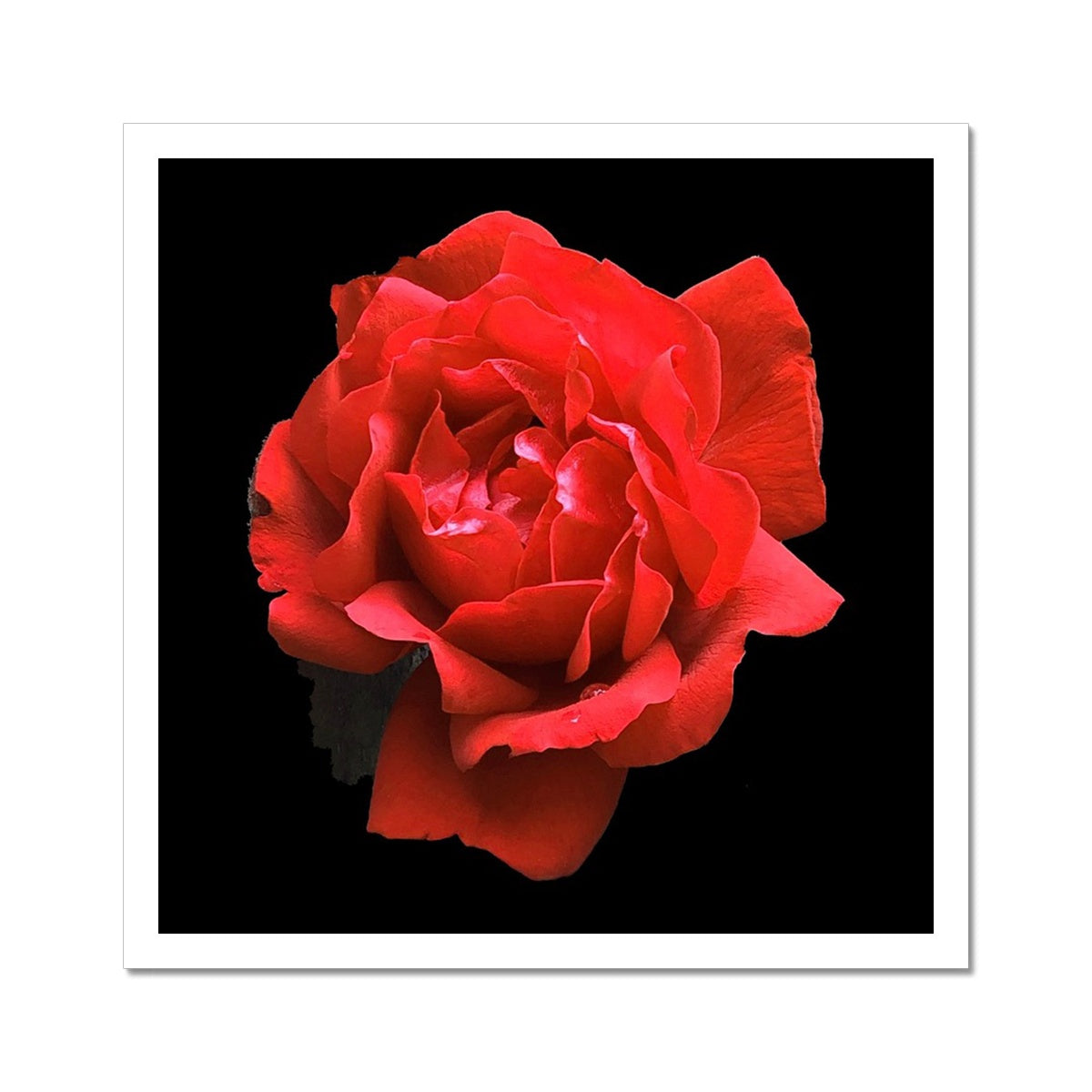 Red Rose Print C-Type Print - Nature of Flowers