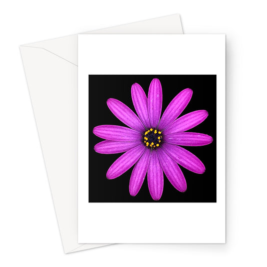Pink Flower Print 'Osteospermum Tresco Purple' Greeting Card - Nature of Flowers