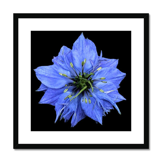 Blue Flower Print 'Nigella Damascene Miss Jekyll' Framed & Mounted Print - Nature of Flowers