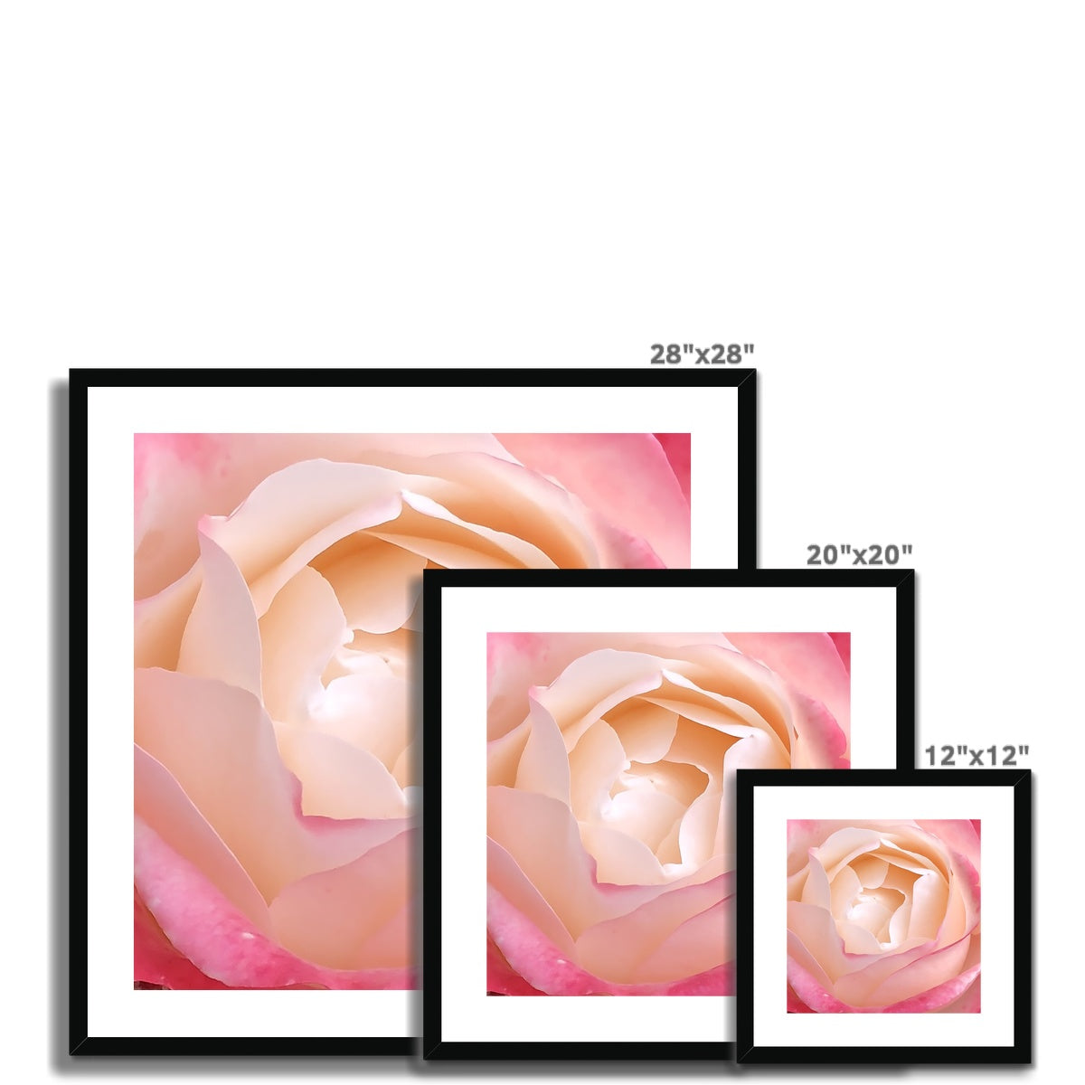 Pink Rose Macro Flower Framed & Mounted Print